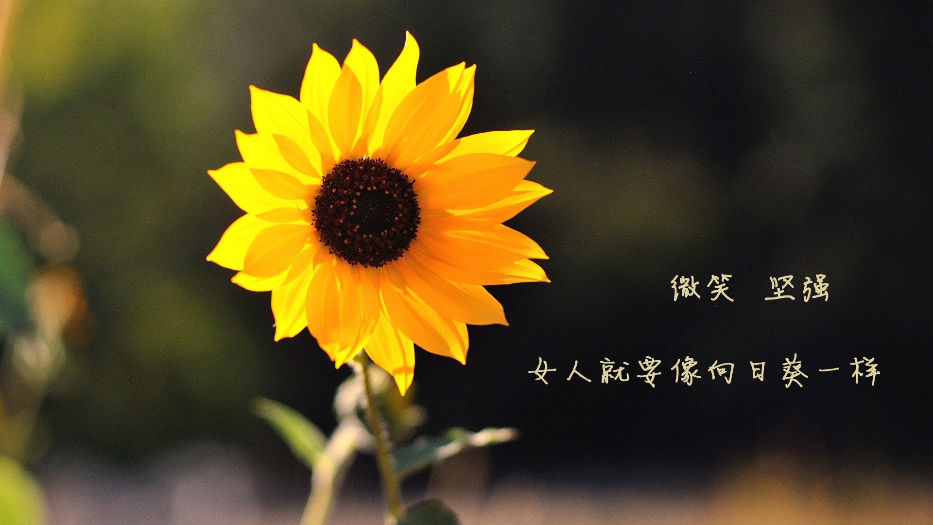 欧洲顶尖球队的对决，谁将成为胜利者？，欧洲球队实力排名