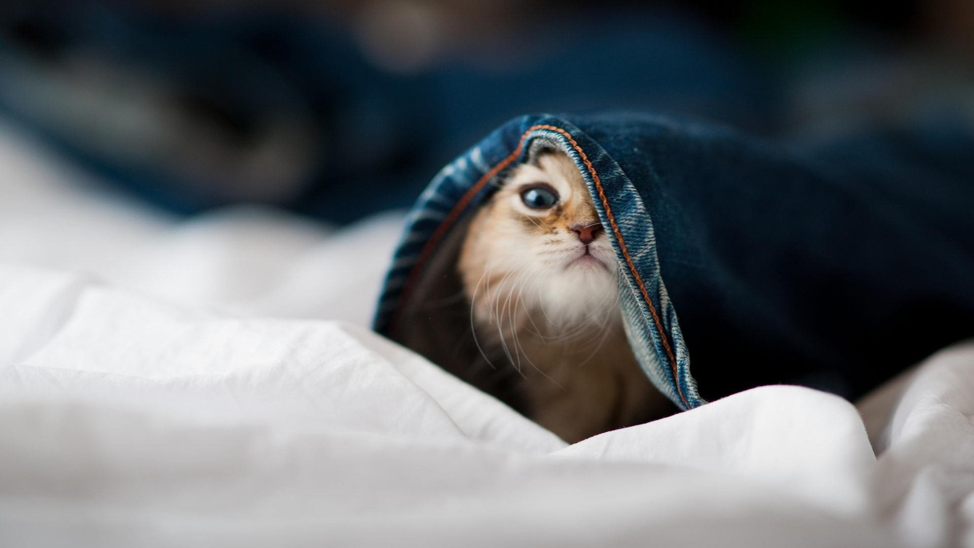 体育新闻中心上线体育赛事舆情监测预警平台,专业的体育新闻网站