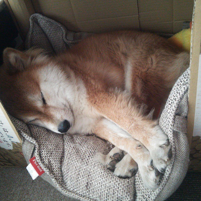 体育新闻中心联合行业机构建立数据共享机制,体育数据新闻案例