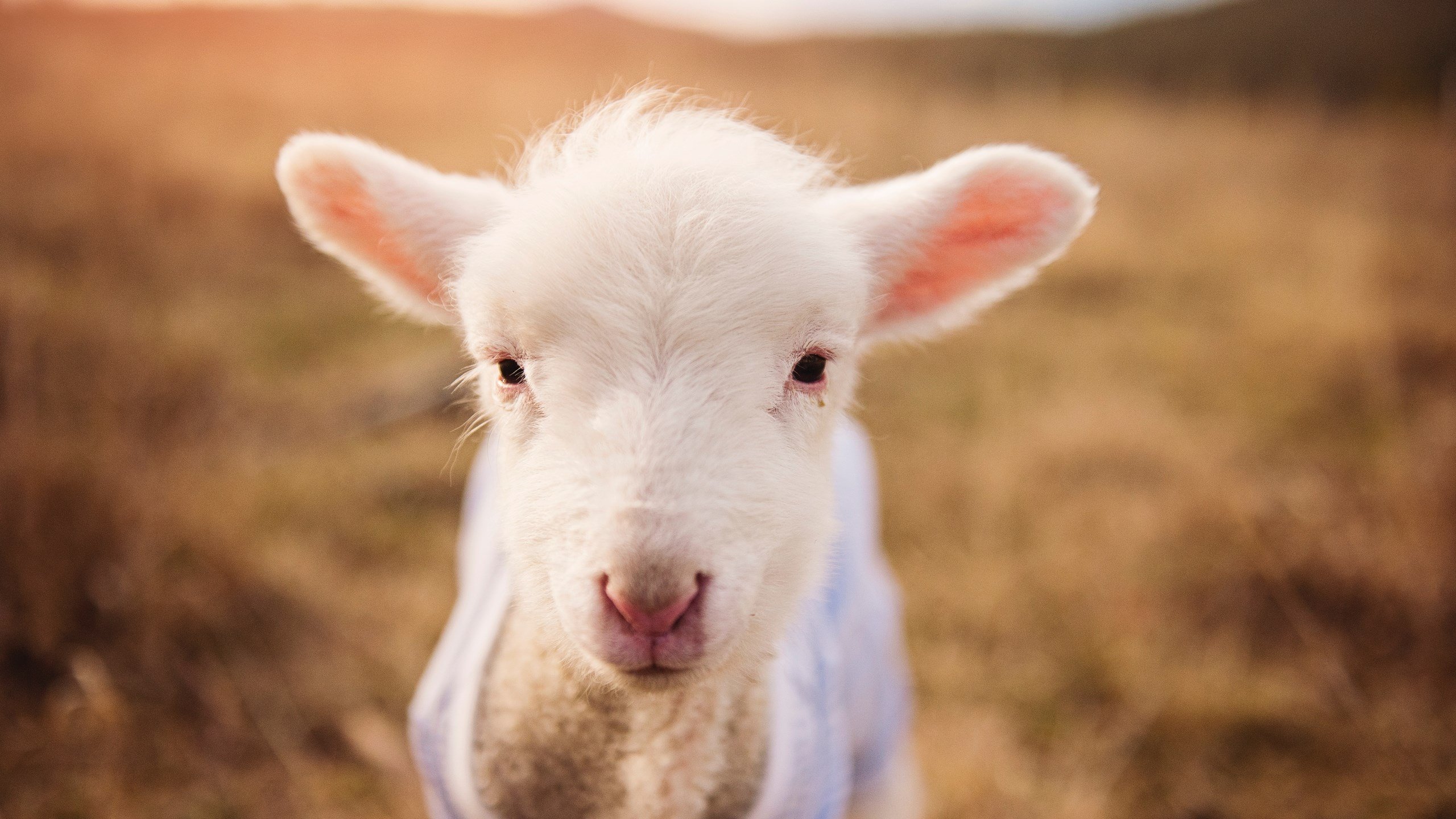 训练系统智能化全面覆盖队伍建设,智能训练岗