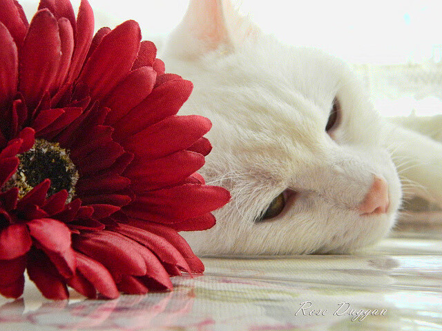 “马科斯·梅特罗:阿根廷美洲狮队的后防英雄,未来再创辉煌”