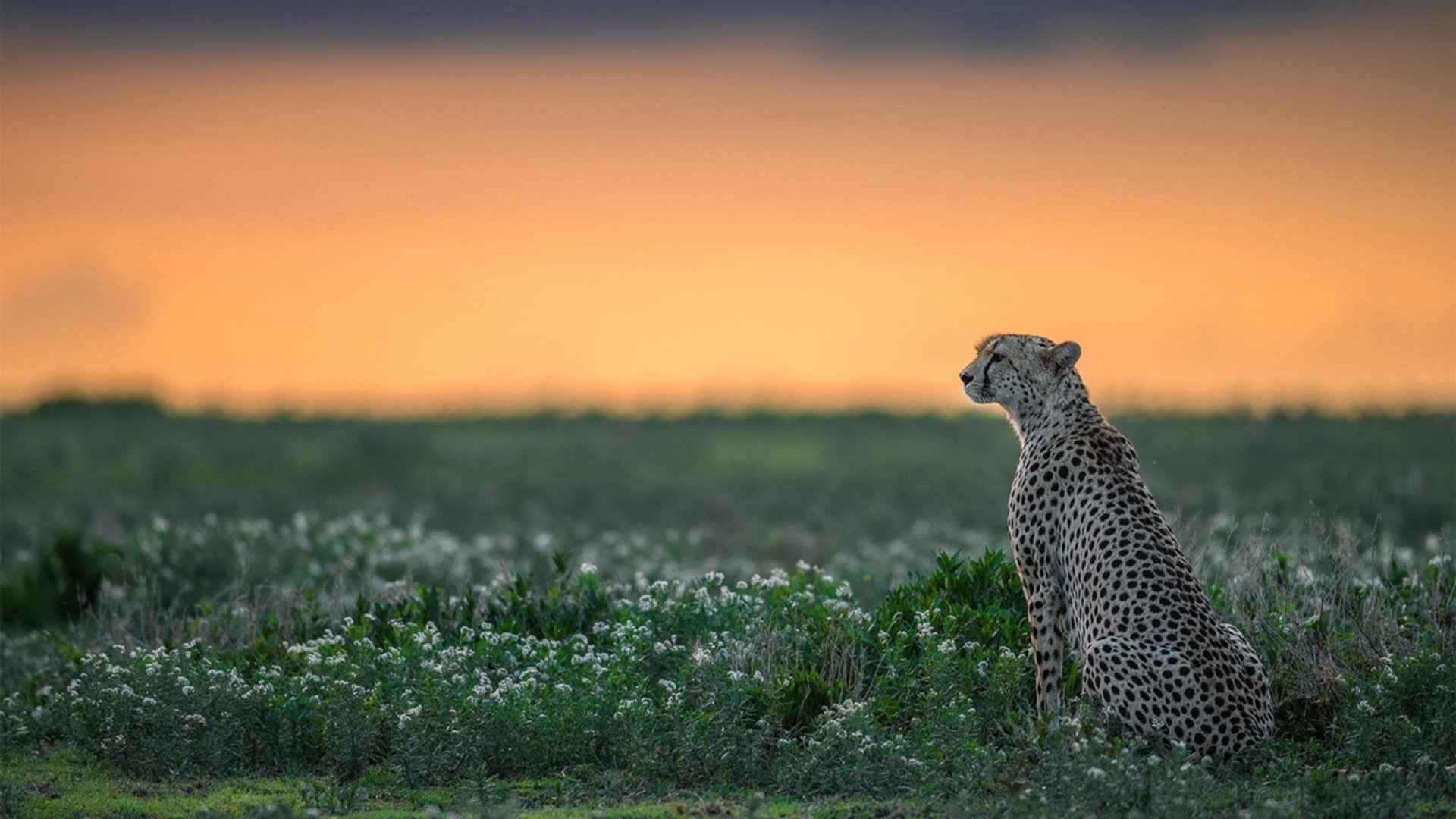 英超悬念逐步揭晓:每个瞬间都关乎荣誉,英超精华百科