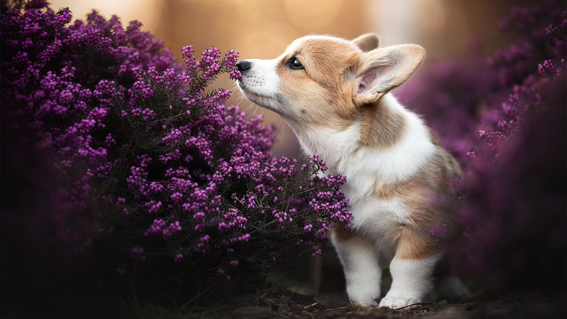 西甲激情无限:明星毛片挑战极限!,毛寸女明星